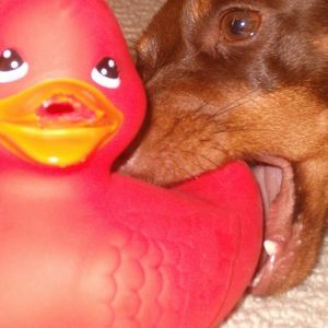 Meet your Posher, Debbie